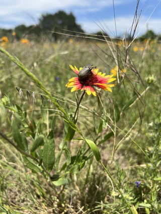 Indian Blanket Flower with Beetle Sitting on Petals